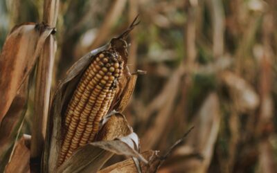 Agrotechs: Robôs na Fazenda